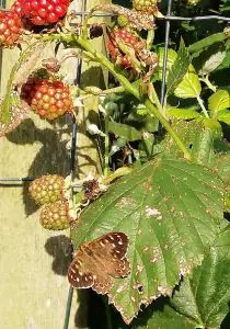 Pat 09 Braam met vlinder